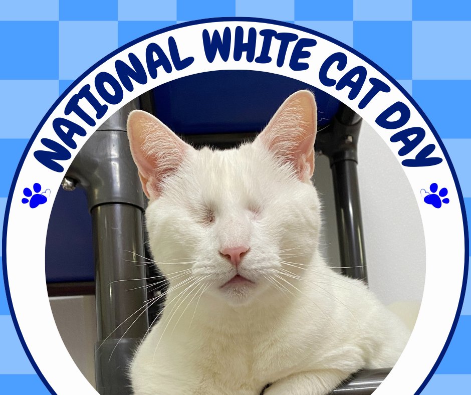 Happy National White Cat Day! ☁️
 Celebrating our stunning, snow-white felines. A reminder: their pretty pink ears and noses can be sun-sensitive, so provide plenty of shade for these majestic creatures!