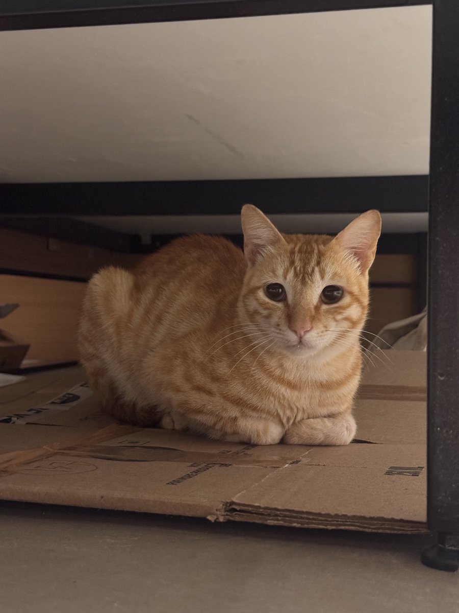 theres a cat under my bed i totally didn’t woo him w cat treats while he played w me in my lap for half an hour