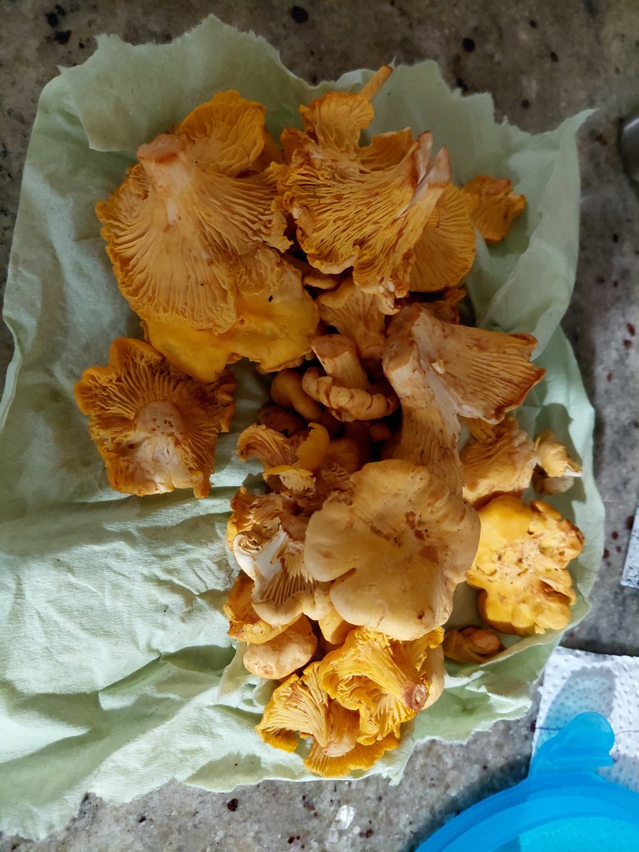 Vecerja bo, kaj pravi <a href="/rokschuster/">R  ⭕️ K</a> , <a href="/Bodem43/">Božo Simonič</a> bolje da ne vprasam 😁