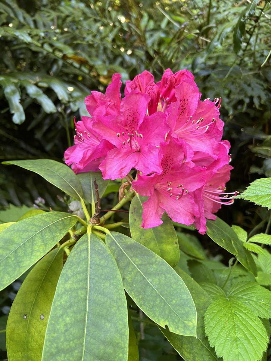 #flowerlovers #Rhododendron