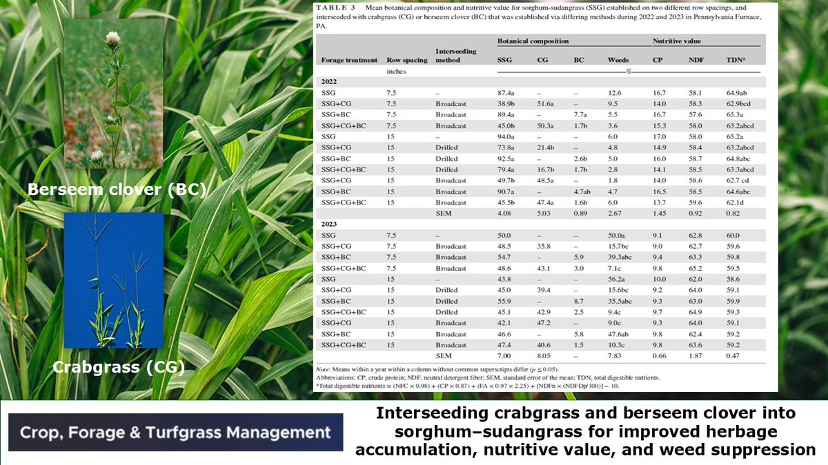 🌱 New agronomic innovation alert! Interseeding crabgrass &amp; berseem clover into sorghum–sudangrass boosts forage yields, enhances nutritive value, and naturally suppresses weeds, especially with wider row spacing. doi.org/10.1002/cft2.7…