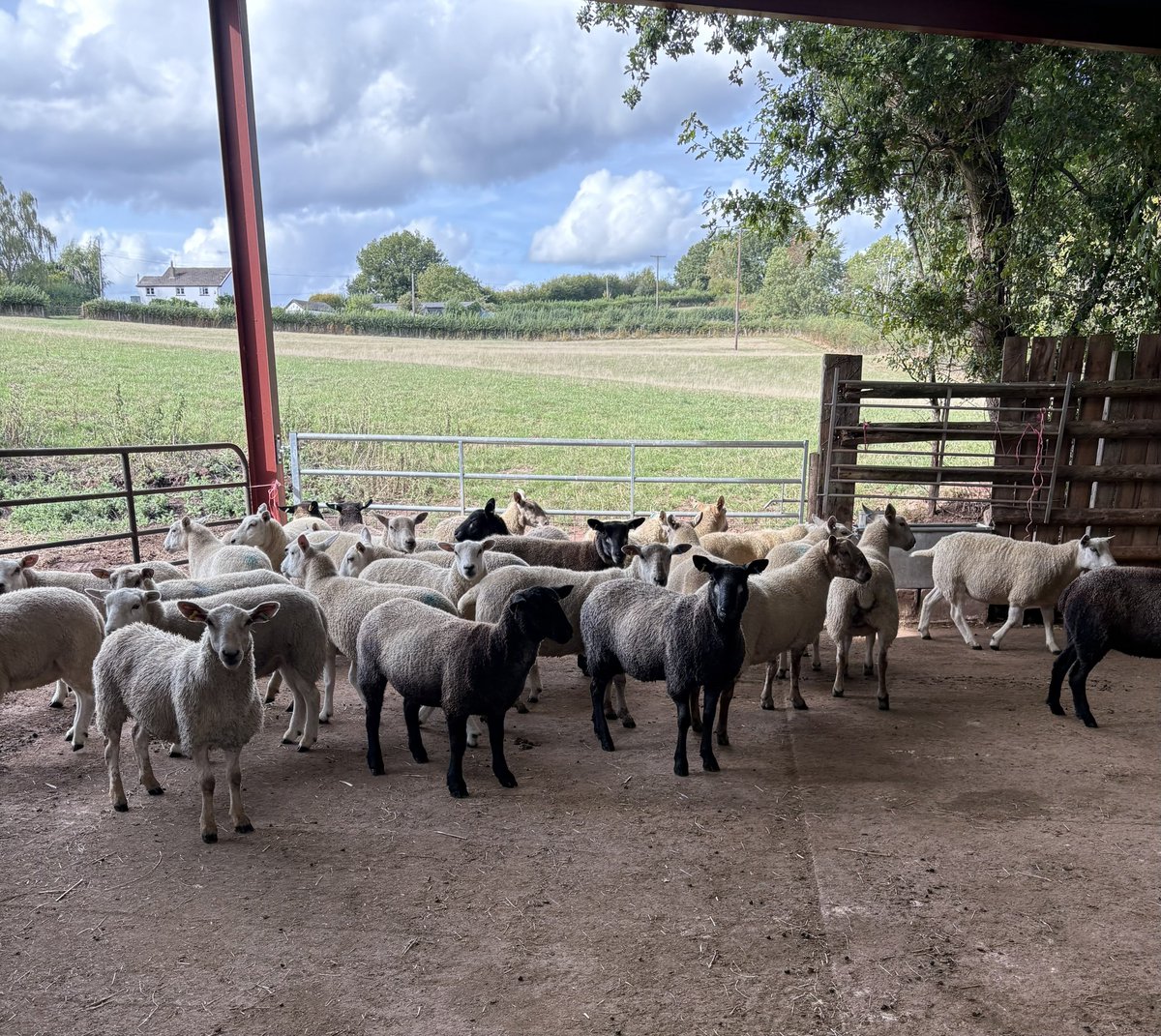 LloydFamFarm's tweet photo. We’ve done a thing!

We’ve bought some more ewes to replace the ones we had to sell when I got sick.

Onwards and upwards 💪 https://t.co/70WVL1G3QL