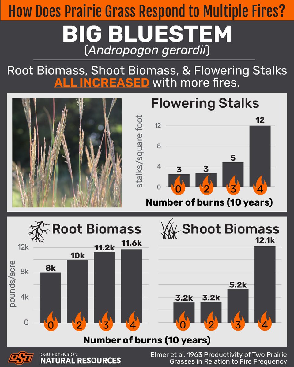How does prairie grass respond to multiple fires?

Big Bluestem (Andropogon gerardii)

Root biomass, shoot biomass and flowering stalks ALL INCREASED with more fires.

Big Bluestem Flowering Stalks (after 10 years)
0 burns = 3 stalks/sq ft
2 burns = 3 stalks/sq ft
3 burns = 5
