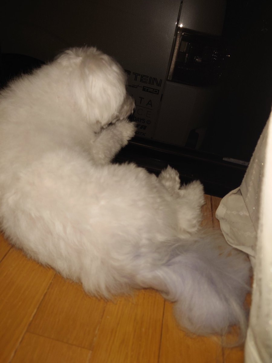 朝5時前です。
気温は22℃
窓を開けろと起こされて
寝ぼけてコップの麦茶を床にぶちまけてしまった。
かい？早い！早いよ！！
あっおはようごぜぇやす😵‍💫