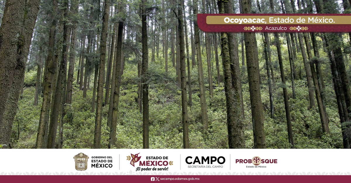 #PostalMexiquense | En #Ocoyoacac encontrarás el paraje de Acazulco, un rincón rodeado de bosques que invitan a respirar aire puro y disfrutar de su tranquilidad.
Recuerda que la mejor forma de conservar estos espacios es manteniéndolos limpios y libres de basura.
#CampoPROBOSQUE