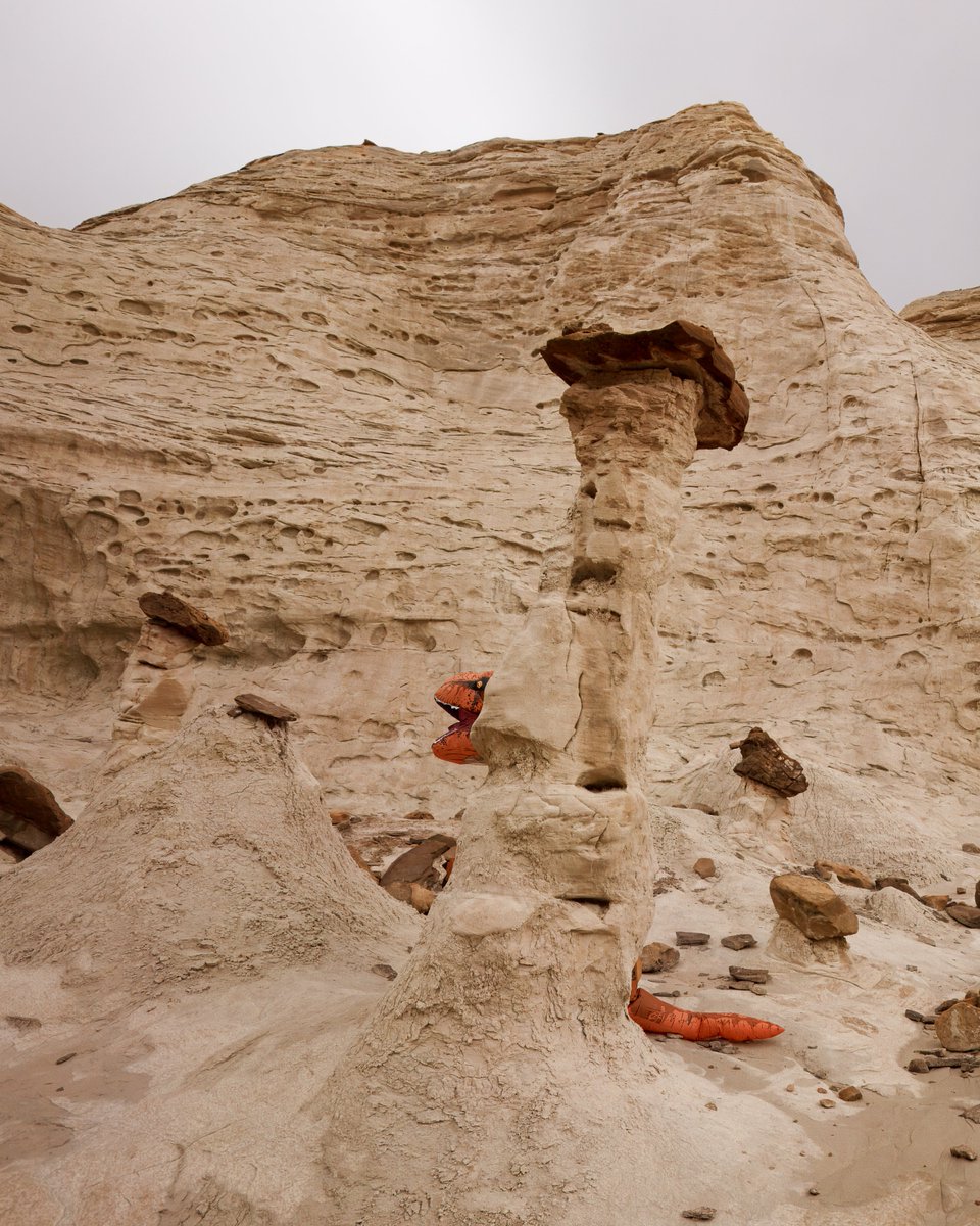 Finding Rex tweet media