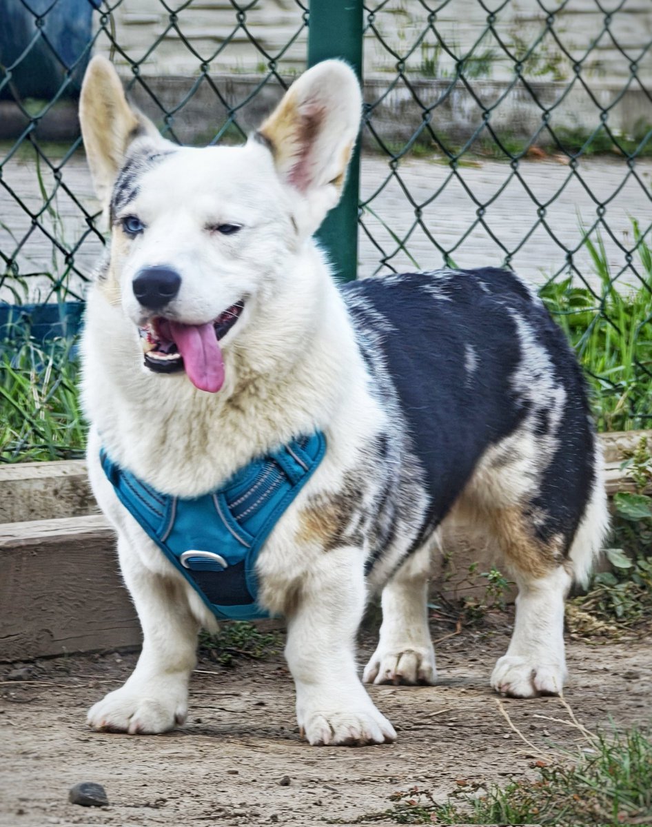 Můj Mau. Nechápu,jak může být tak šíleně vtipný. A šílený. A vtipný 😂😂😂 Paprsek světla a astrální energie. Nadpozemsky kouzelný(doslova, je mimozemšťan). Tak jiný. 😂❤️❤️  Každopádně jsem vám chtěla ukázat, jak mu postroj krásně ladí s očima. Měl jiný nápad,to je prostě on ❤️