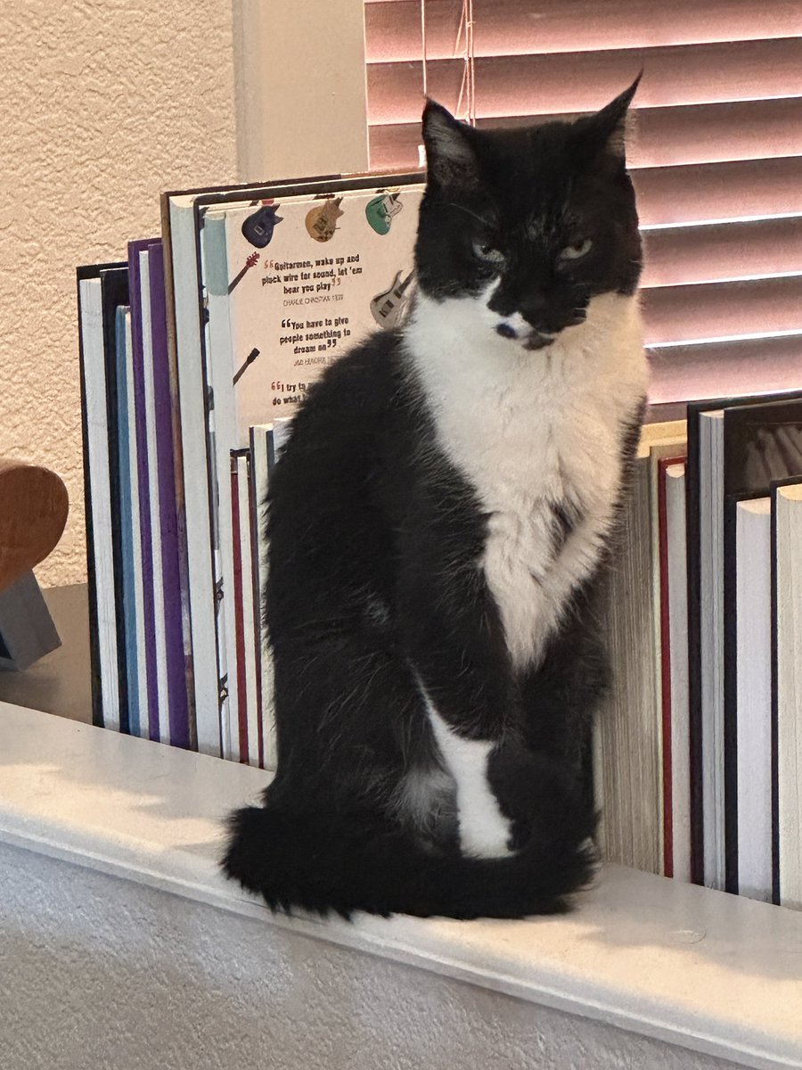 Splattercat tweet media