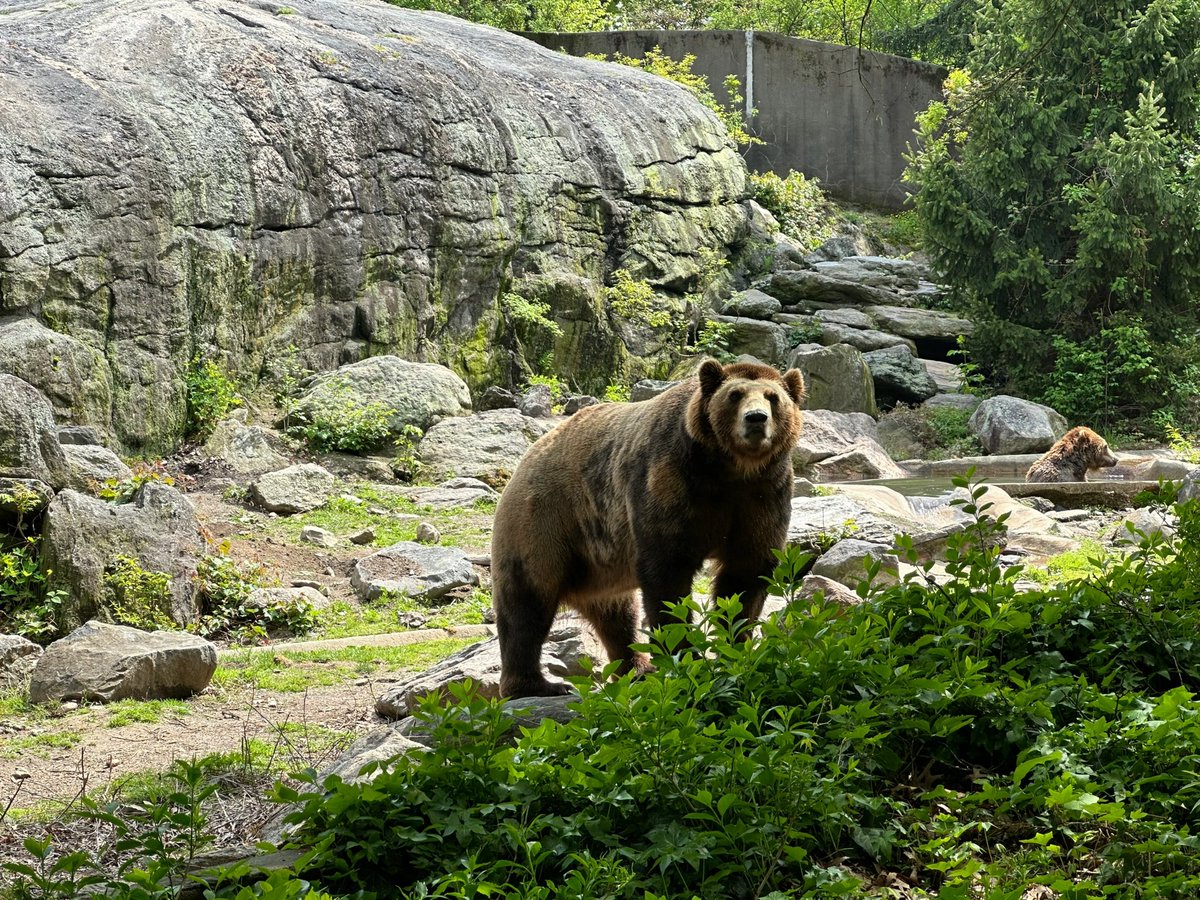 RajjakShab's tweet image. Zoo vibes! Those birds with red feet are so cute, and that bear? He looks like he’s posing for a pic. 🐦🐻