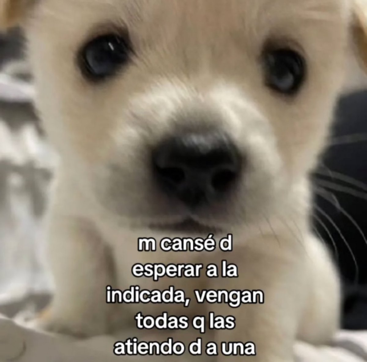 piña sin pizza (@skereunpesado) on Twitter photo 