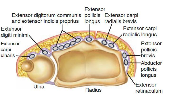 MoAImam's tweet image. Anatomy of the Distal Radius: Includes the six dorsal extensor compartments located at the level of the extensor retinaculum.