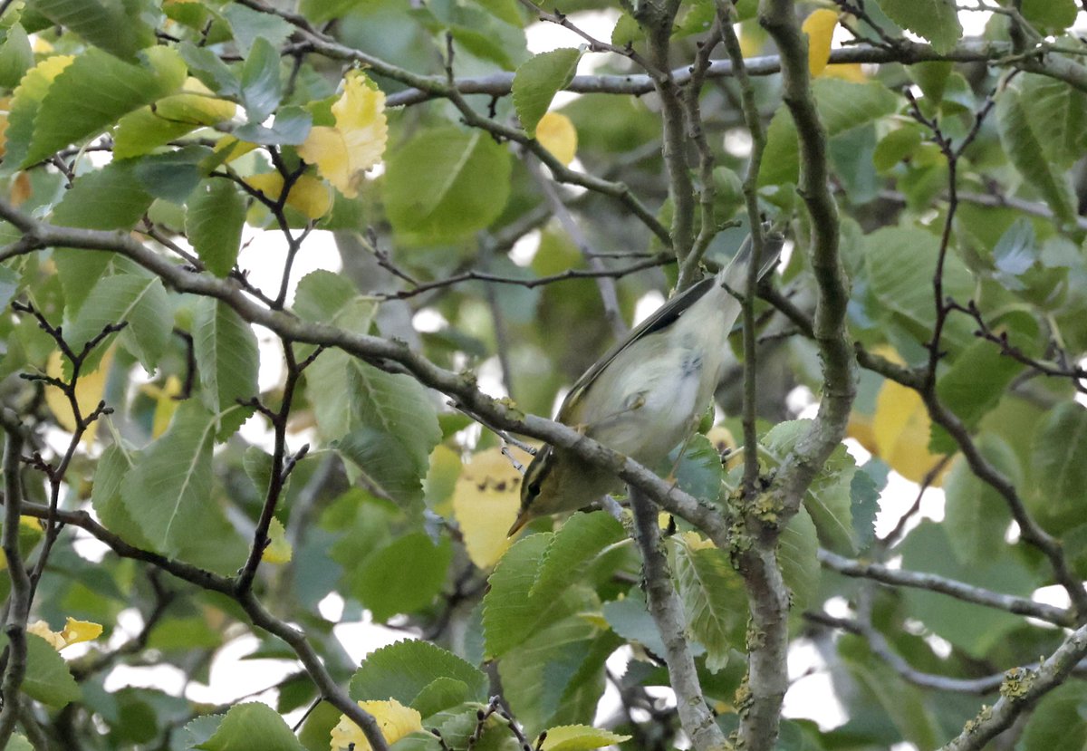 Record shots of the Arctic warbler this evening nr abberton with <a href="/YellowShriker/">Mike O'Hanlon</a> thanks to Steve entwistle for the call