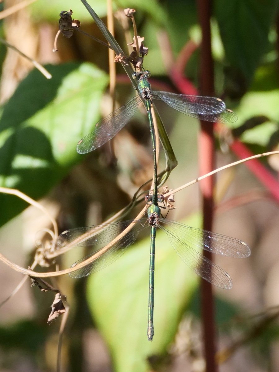 commsbloke's tweet photo. A pair of Willow Emeralds dameslflies in @Stockley_Park today. First time I have seen one here. https://t.co/tURYaVB4xj