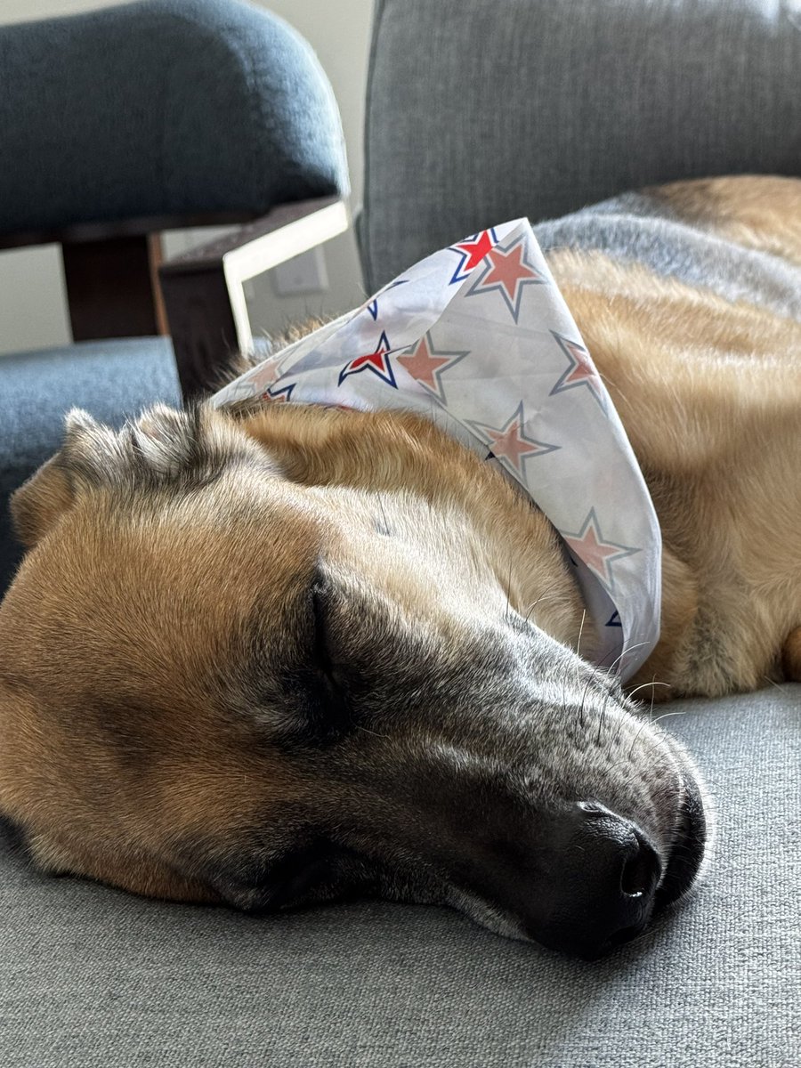 Just found out my dog has cancer, and even with extensive surgery will have only a few months left to live, I just can’t win lately idk what to do this is so fucking heart breaking