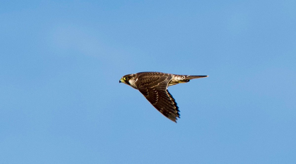 SteveOnHilbre's tweet image. A beautiful day @hilbrebirdobs despite the Glossy Ibis mega flock near miss! 🤦🏻‍♂️#Raven #Peregrine #SmallCopper