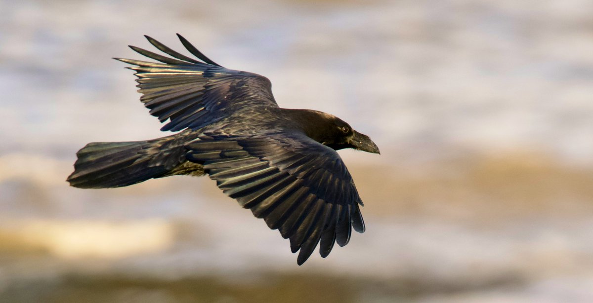 SteveOnHilbre's tweet image. A beautiful day @hilbrebirdobs despite the Glossy Ibis mega flock near miss! 🤦🏻‍♂️#Raven #Peregrine #SmallCopper