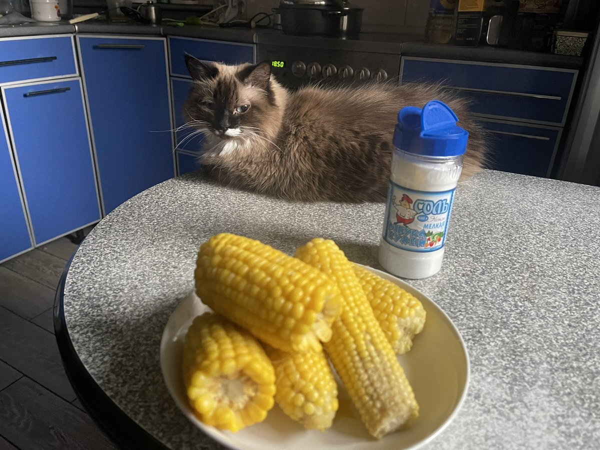 Сидим с Чапой, ждём когда кукуруза остынет. Кася уже выпросила, пришлось ей зернышек наковырять.