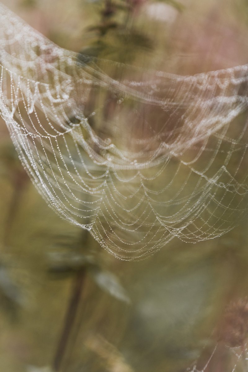 annekostian's tweet image. Sumuiset syyskuun aamut ovat täällä 🍁 Hyvää syksyn alkua kaikille 🍂  

Hämähäkin seittien kauneutta ja villi oreganoa kukkapellollla. 

#spiderweb #magical #autumnmagic