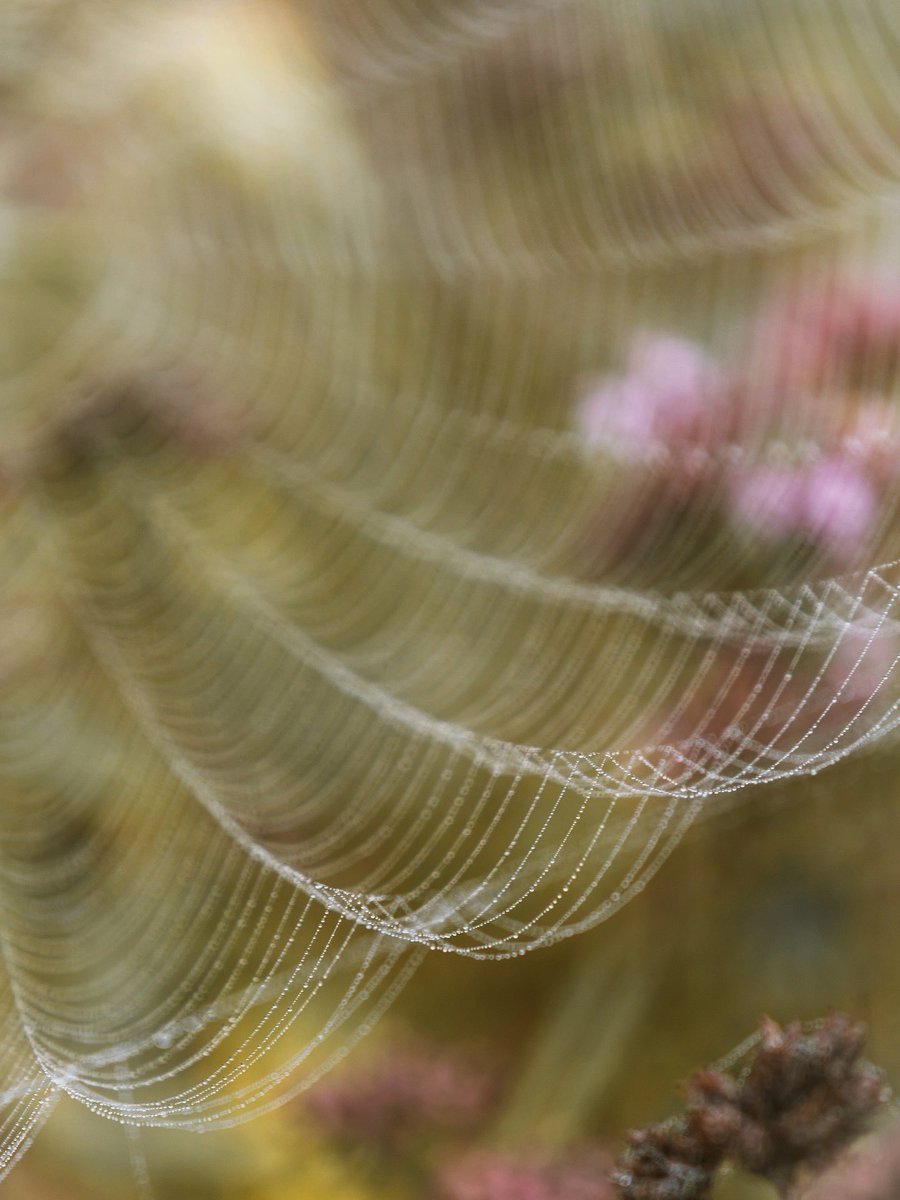 annekostian's tweet image. Sumuiset syyskuun aamut ovat täällä 🍁 Hyvää syksyn alkua kaikille 🍂  

Hämähäkin seittien kauneutta ja villi oreganoa kukkapellollla. 

#spiderweb #magical #autumnmagic
