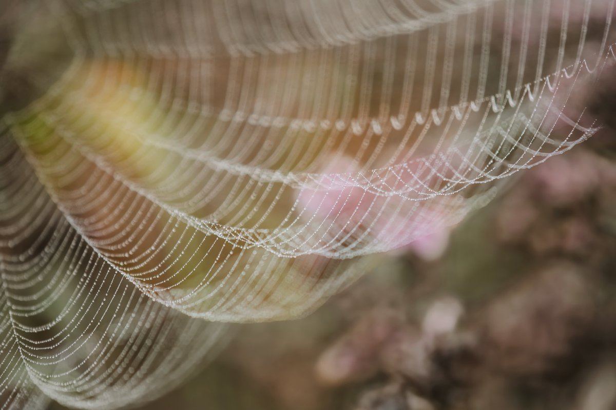 annekostian's tweet image. Sumuiset syyskuun aamut ovat täällä 🍁 Hyvää syksyn alkua kaikille 🍂  

Hämähäkin seittien kauneutta ja villi oreganoa kukkapellollla. 

#spiderweb #magical #autumnmagic