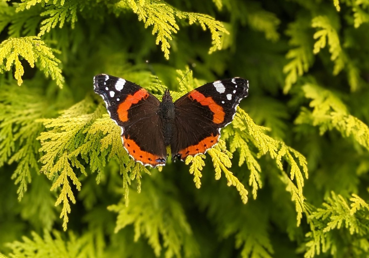 Never seen so many #RedAdmirals in the garden #butterflies.