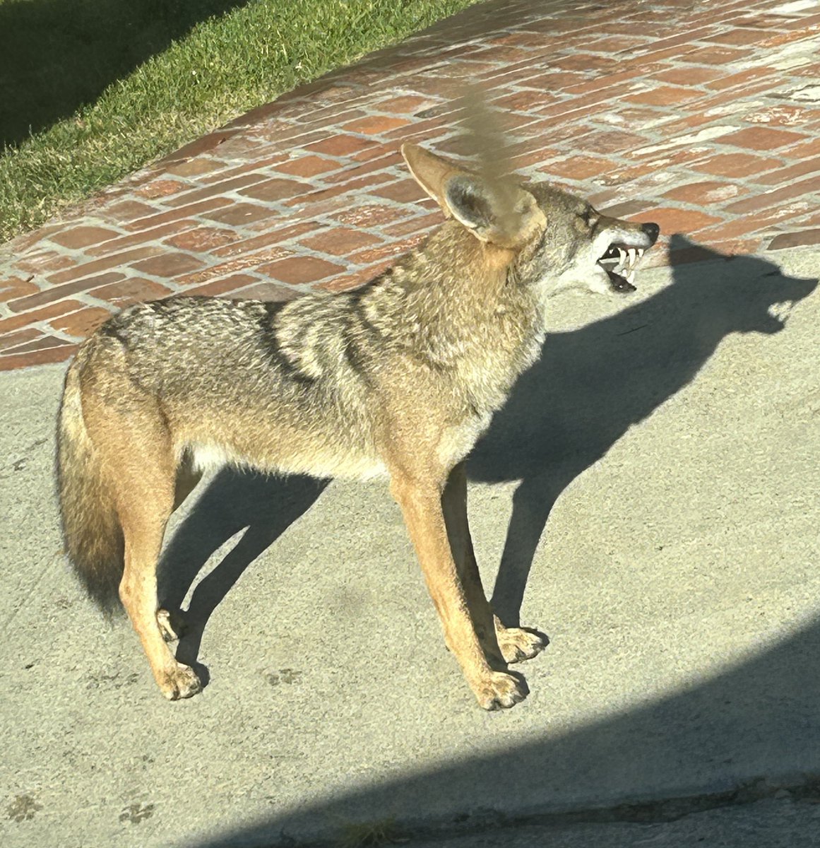 息子の学校の近くに普通にコヨーテいたんだけど見た目イヌだから油断しがちだけど、牙が怖すぎる😱