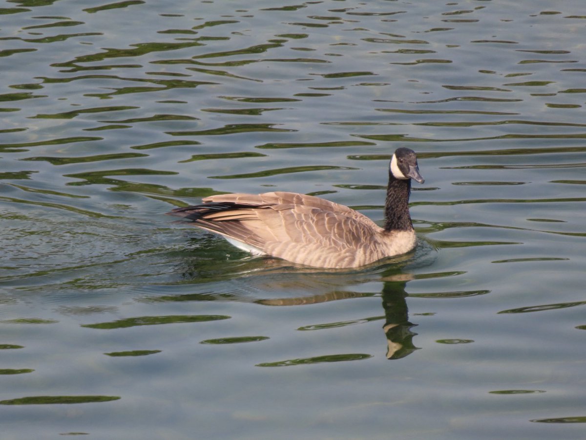 wapple15's tweet image. #FeatherFriday #GooseReport #Spokane #Washington