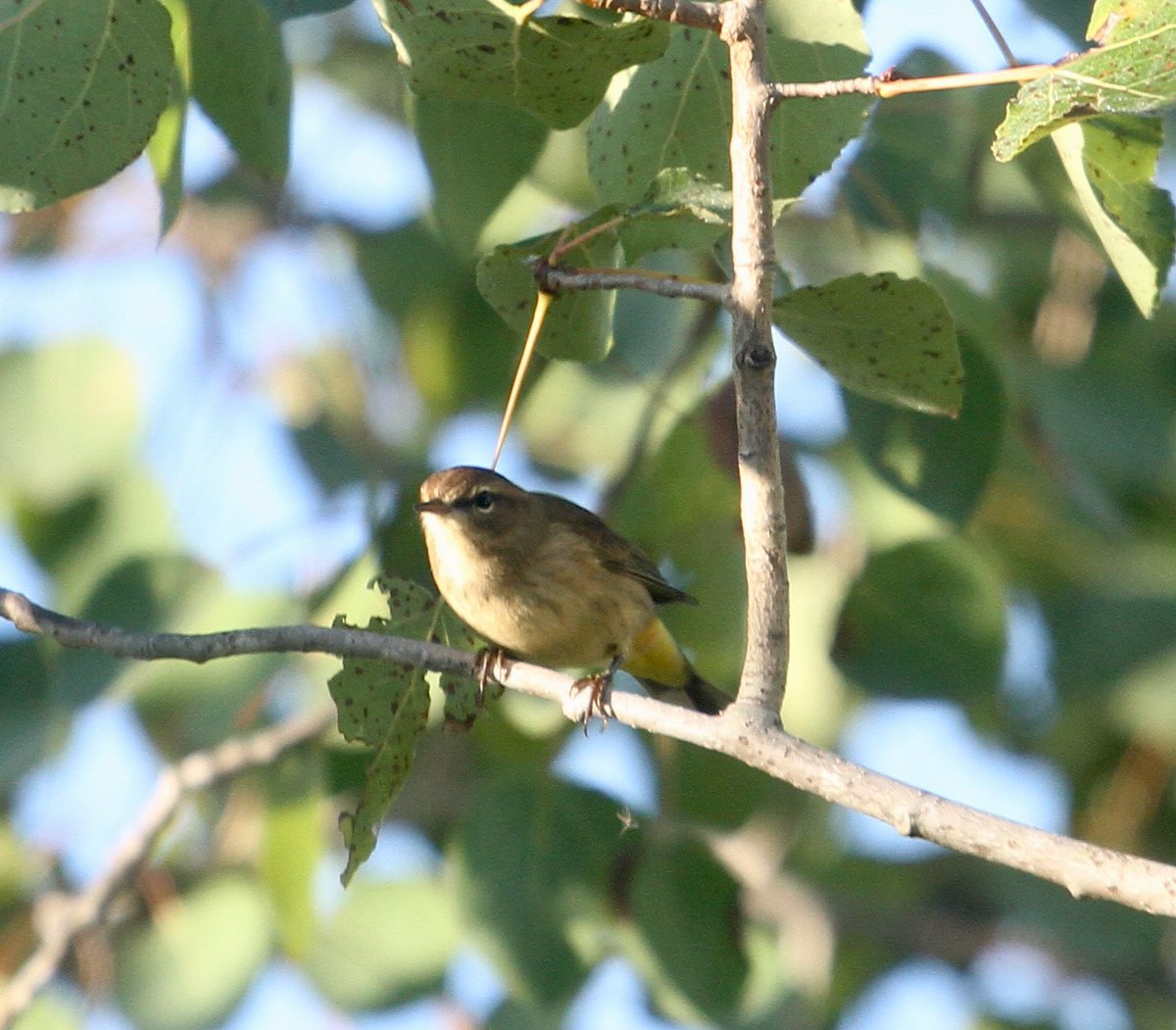 Labour Day weekend Warblers in City of Kawartha Lakes: Black-Throated Green, Black &amp; White, Nashville and Palm. <a href="/KawarthaConserv/">KawarthaConservation</a> <a href="/UTMBiology/">UTM Biology</a>