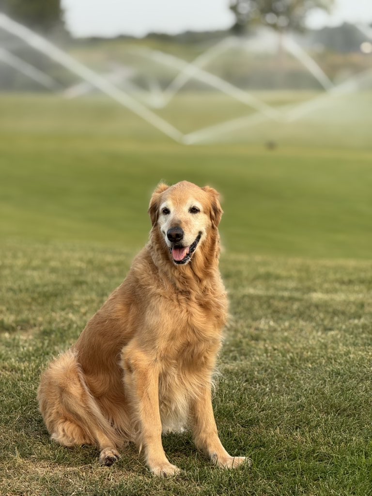 purdueturfy's tweet image. Hoodies and Hoses is never a bad combo in early September. Wind is ripping and course is fast and firm for a great weekend ahead. #golfcourselife #dogsofturf #tgif #ouroffice