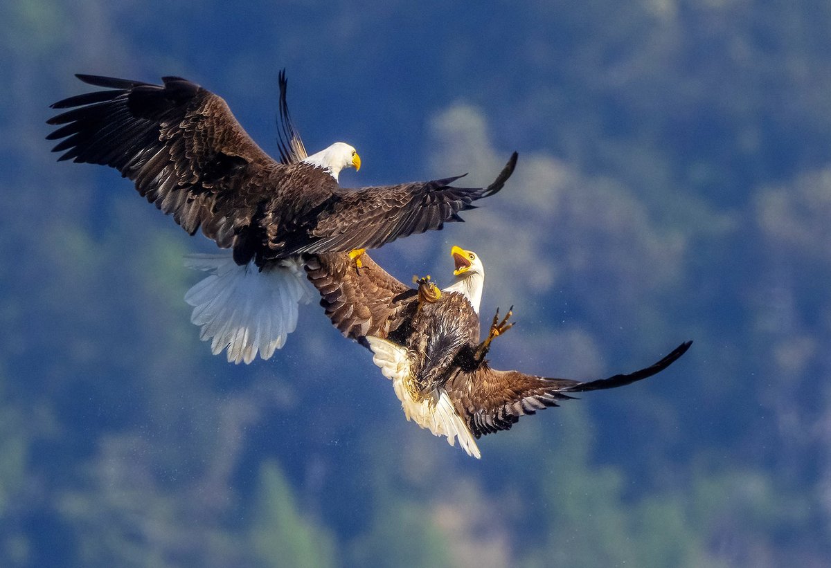 Blake Rudis tweet media