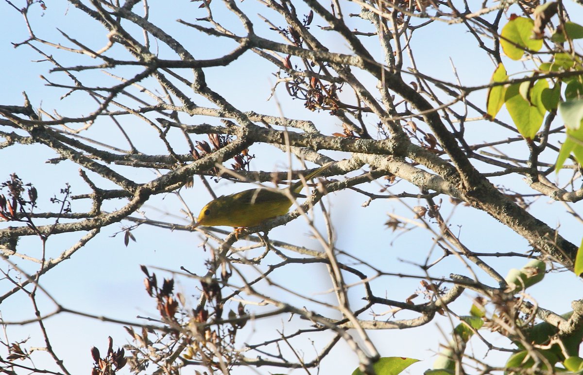 More Kawartha warblers: Male American Redstart, an eerie Nashville and a Yellow or Wilson's, I believe.