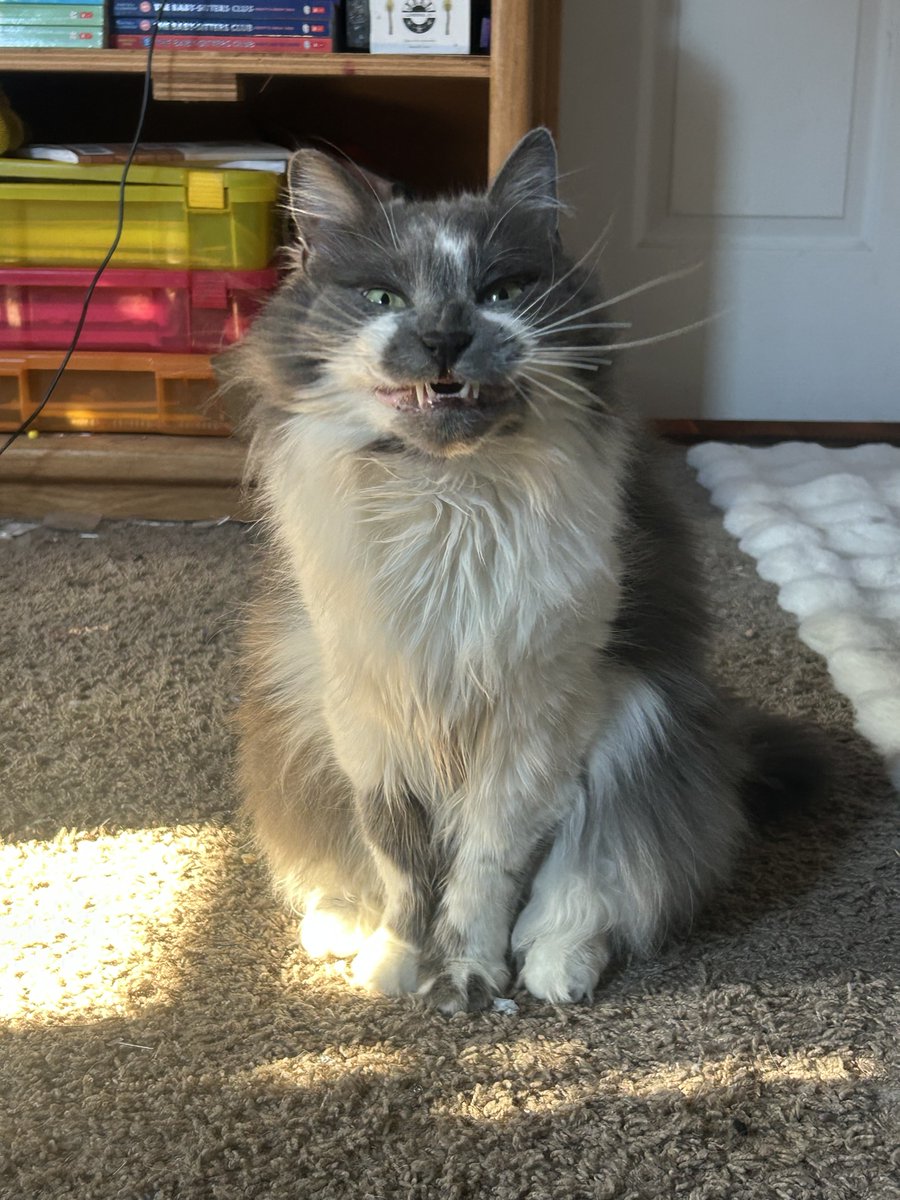 Foundant's tweet image. Miss Sophie is all smiles for the weekend!
#FoundantPets #catcuddles #PetsAtWork #FurryFriends