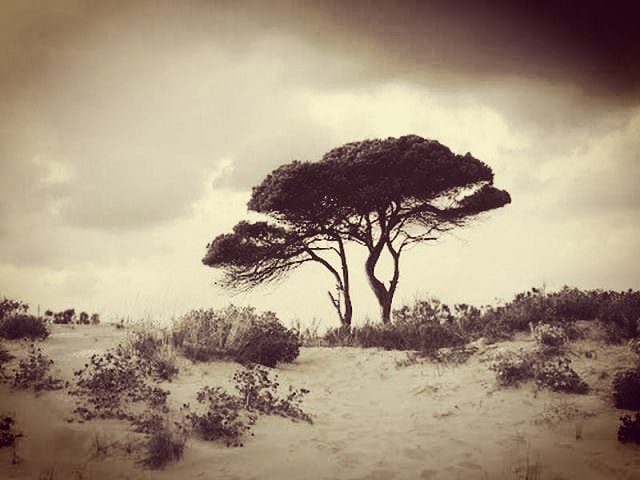 El sitio de mi recreo