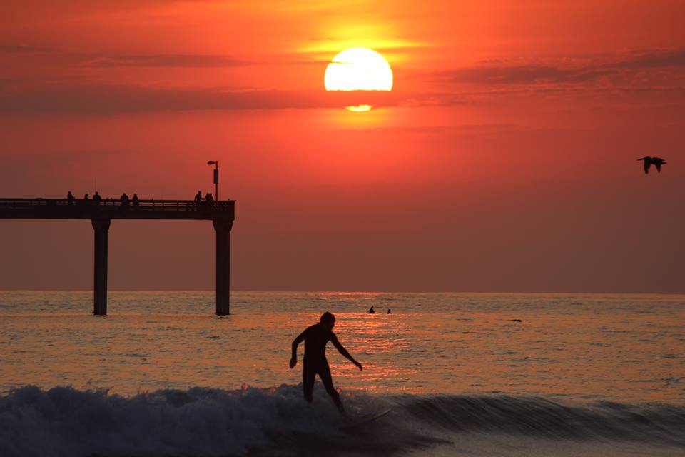 PhoenixTreeRat's tweet image. Mornin'...  #TheEndlessSummer