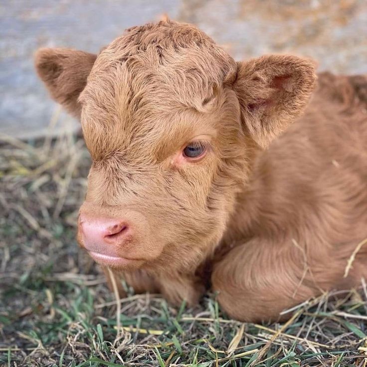 sionascow's tweet photo. https://t.co/4DrPASdt9D