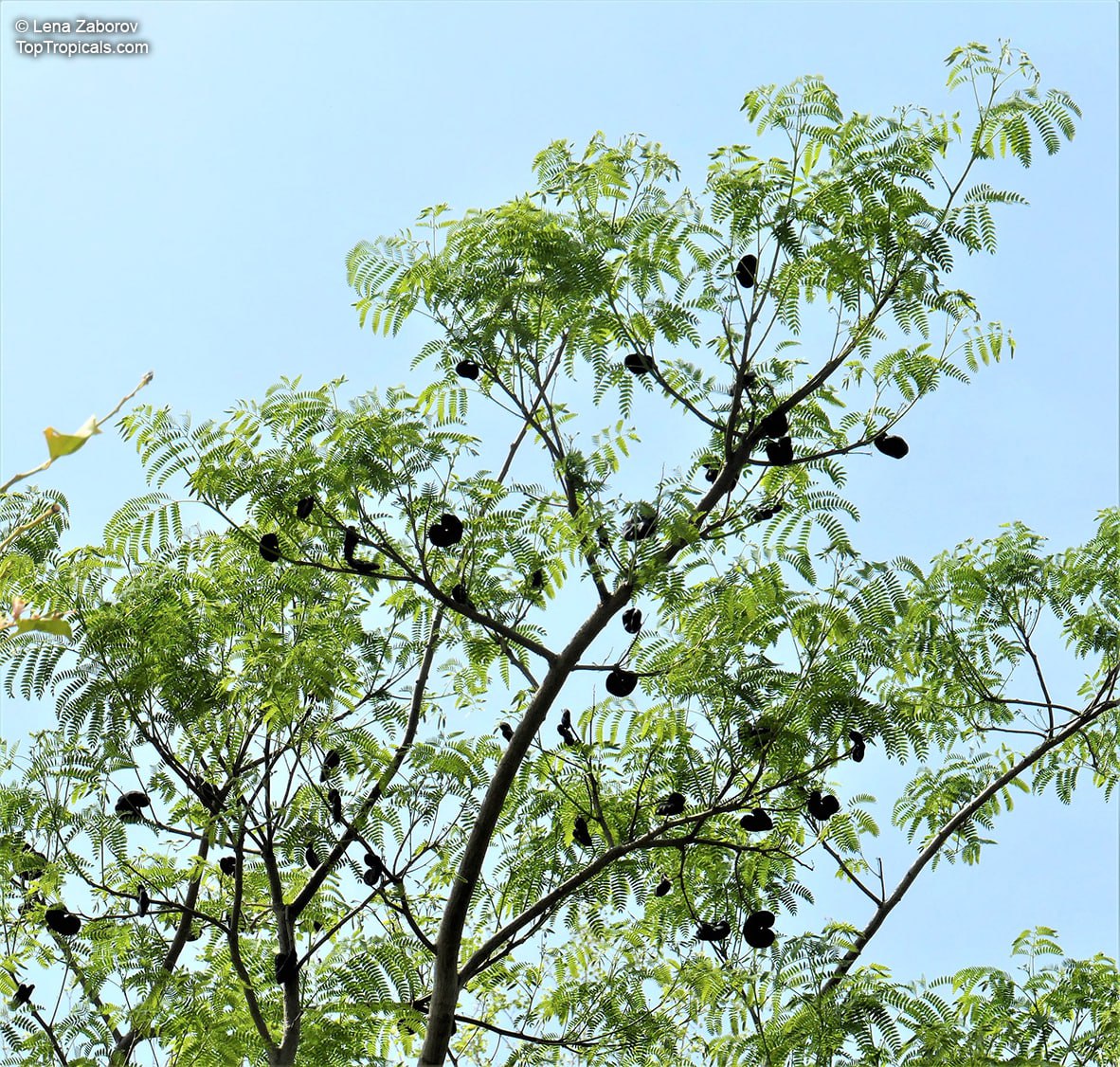 toptropicals's tweet image. 🦣 How to get a quick shade from #ElephantEar and crafts from #MonkeyEar?

🙉 Looking for a cool looking #tree that grows faster than your to-do list? Meet #Enterolobiumcyclocarpum - Monkey Ear Tree, or Elephant Ear Tree. This large, feathery beauty is one of the quirkiest…