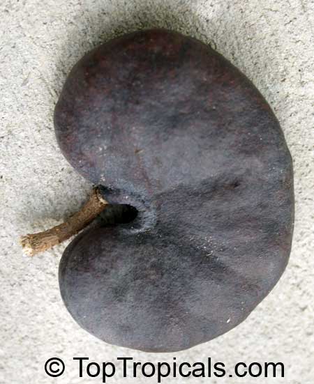 toptropicals's tweet image. 🦣 How to get a quick shade from #ElephantEar and crafts from #MonkeyEar?

🙉 Looking for a cool looking #tree that grows faster than your to-do list? Meet #Enterolobiumcyclocarpum - Monkey Ear Tree, or Elephant Ear Tree. This large, feathery beauty is one of the quirkiest…