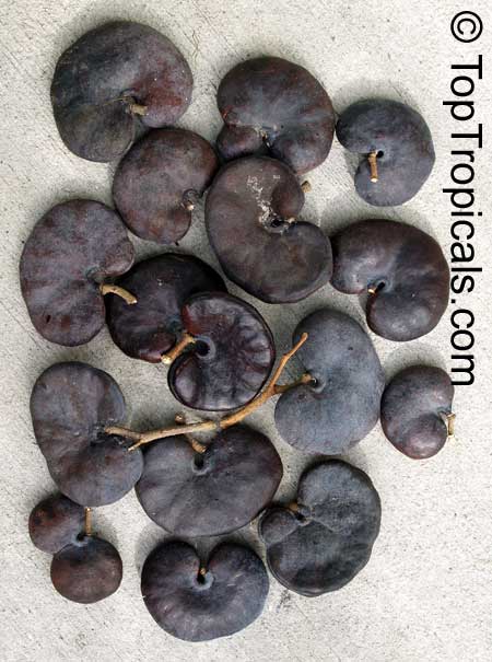 toptropicals's tweet image. 🦣 How to get a quick shade from #ElephantEar and crafts from #MonkeyEar?

🙉 Looking for a cool looking #tree that grows faster than your to-do list? Meet #Enterolobiumcyclocarpum - Monkey Ear Tree, or Elephant Ear Tree. This large, feathery beauty is one of the quirkiest…