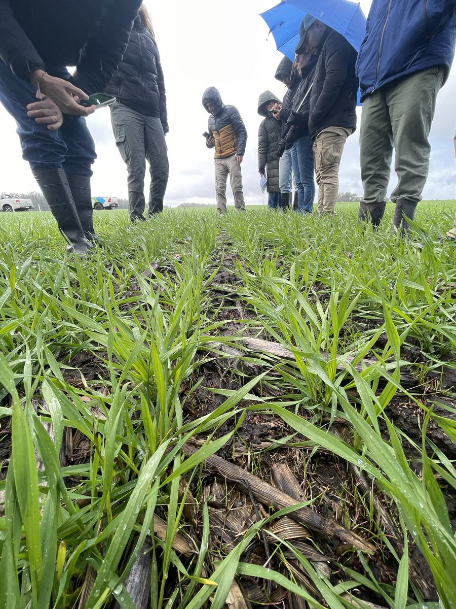 Nacho Ansaldo 🌽🌱🌾 tweet media