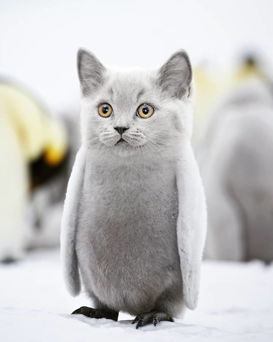 okthen263's tweet photo. hello i am an arctic biologist and today i have discovered something amazing https://t.co/f593knD0sv