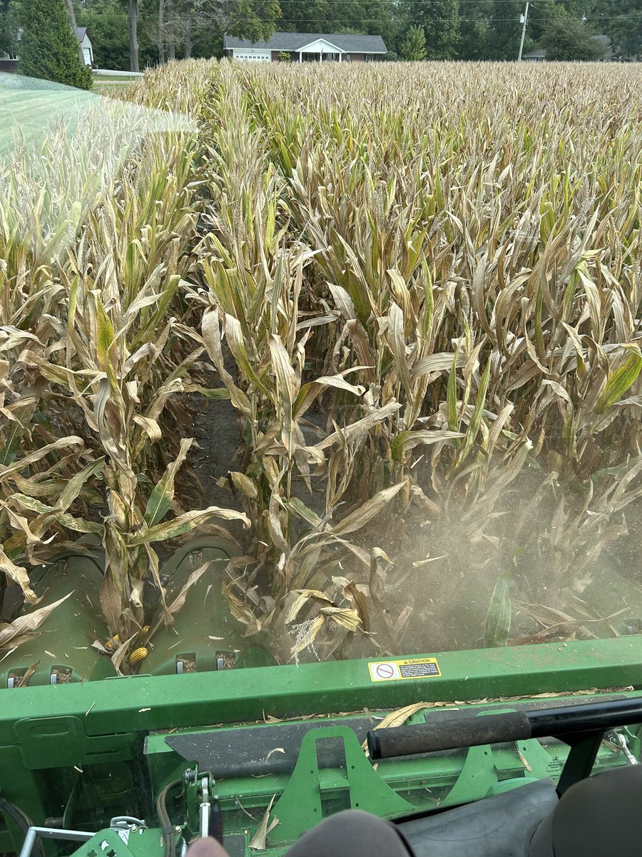 First plot harvested in C2P this morning! Had a tie for first between DKC114-99 and DKC66-06 at 281.8 bpa. DKC112-12 was a close second at 280.6 bpa! Thanks C&amp;J Steinhoff Farms for working with us again this year! What a great start to #harvest25 @DKAG_WIL