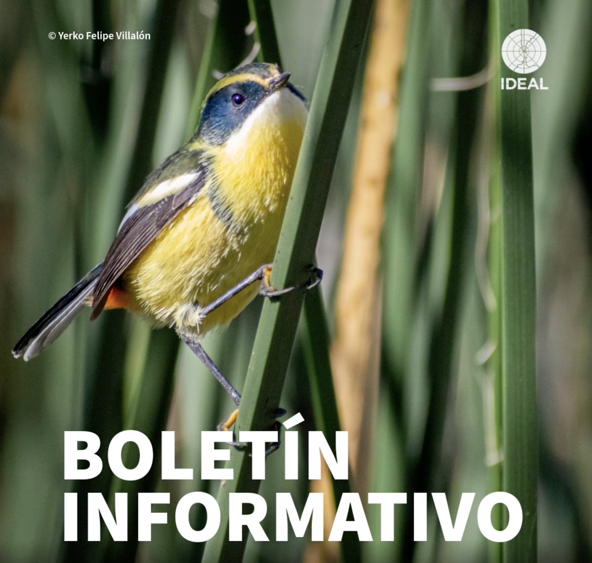 Centro IDEAL tweet media