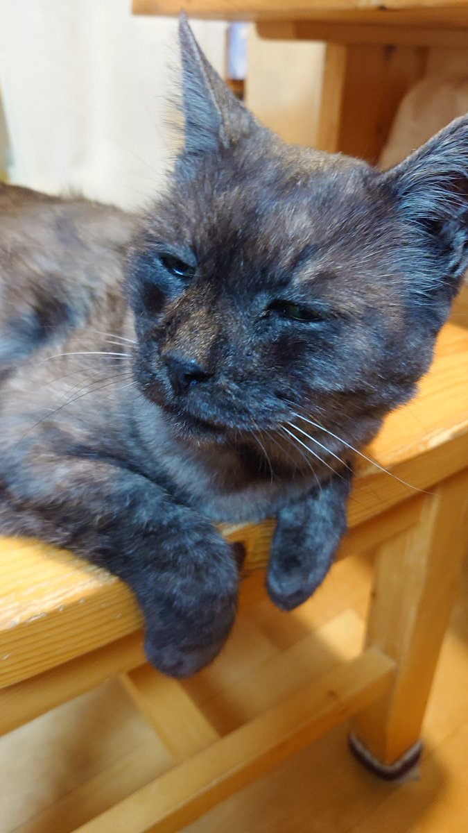consasa0901's tweet photo. 所用でこの土日は実家におります！猫カワイー https://t.co/ZbB5exix8C