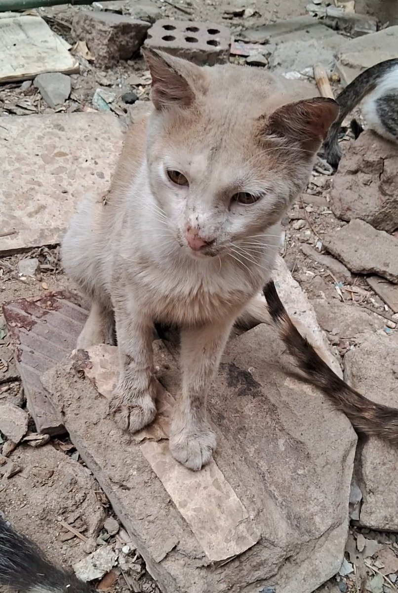 AnimalFriendsAF's tweet photo. The situation has become very h0rrible. Today, the I.0.F w@rplanes started destr0ying what remains of the towers and high-rise buildings and m@ssive b0mbing is never stop everywhere, we are terr¡fied of what awaits us here in n0rthern G@za. We have no food stock for our cats or ourselves, not even security. most of the markets have closed, and the commission of cash brokers has increased to 45% and could rise up, while goods are bl00dy expensive, also going outside is a great risk. Please we need urgent help to buy food, supplies, and water before a total siege is imposed and we are unable to reach the markets, this is a TOP URGENT appeal. Please, it is a f@teful matter 🙏🐾🇵🇸
‼️GoFundMe link for AFS families
https://t.co/LpGyUdLUcq
‼️GoFundMe link for AFS furs
https://t.co/dzmACWl78i
‼️ Paypal link is in our bio