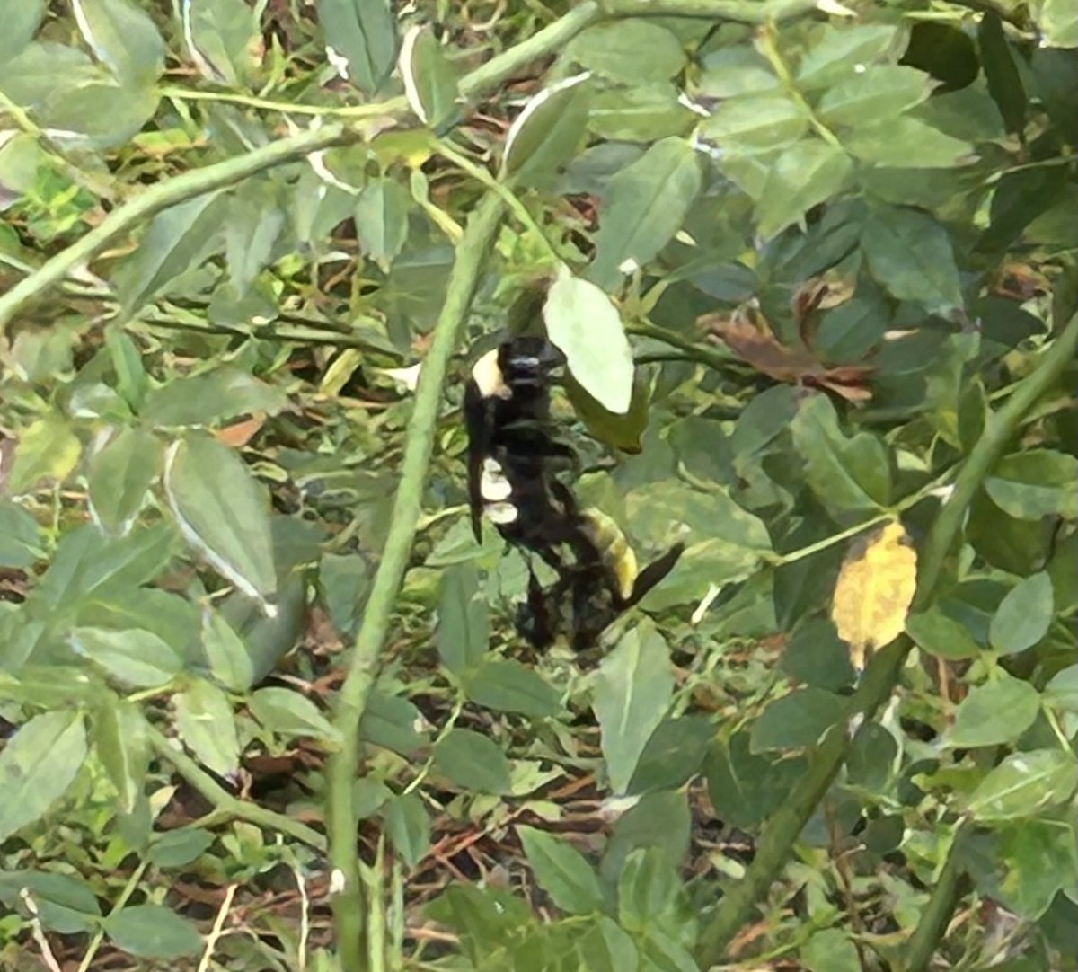 I’m not sure what they think they are doing on my climbing rose plant
