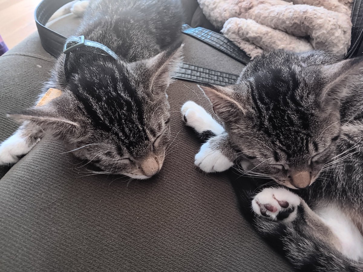 Robin Brunet tweet media