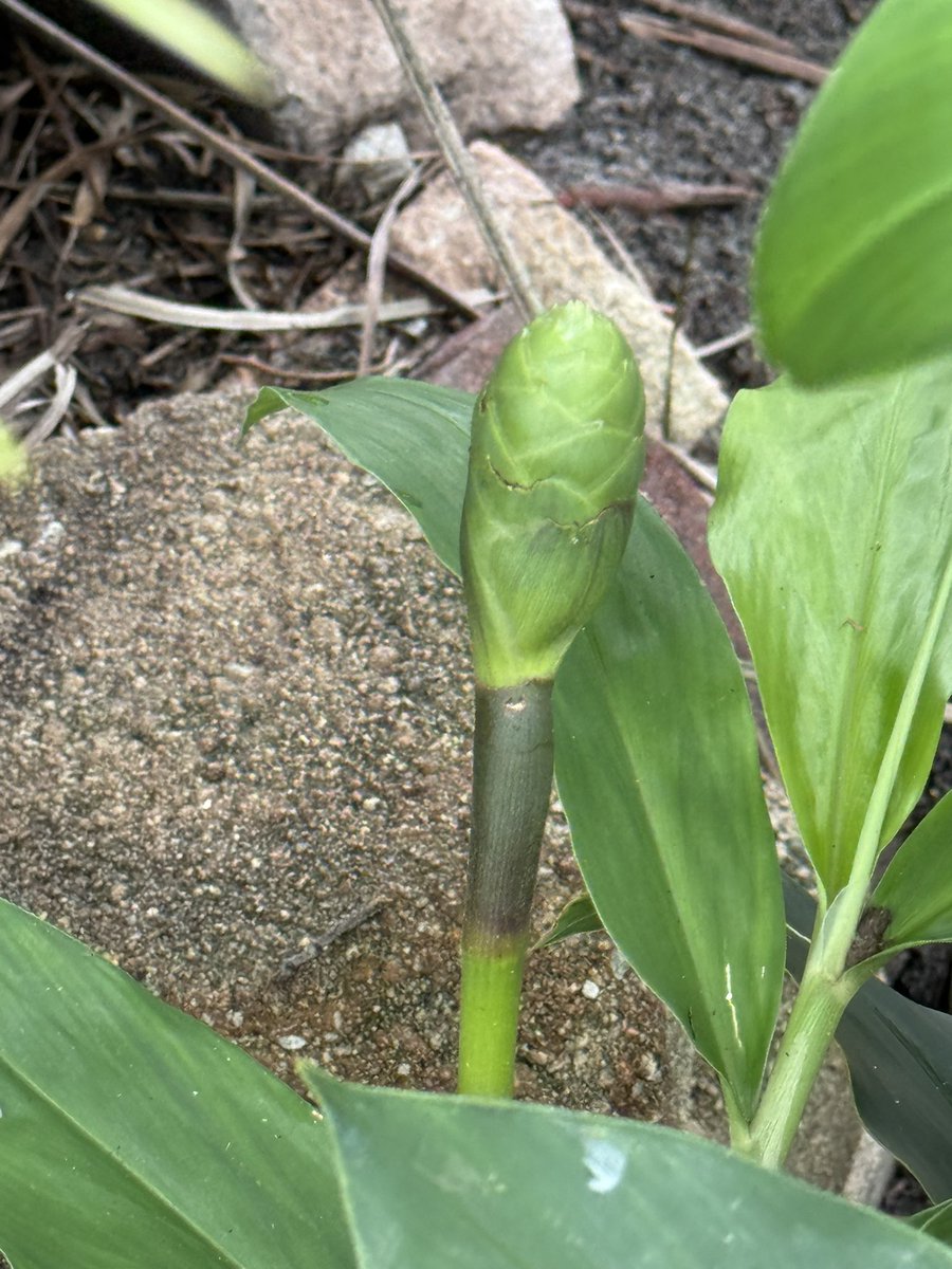 Cone of my shampoo ginger is getting bigger