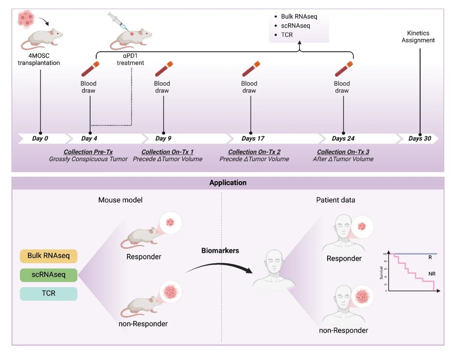 Eytan Ruppin, MD, PhD (@eytanruppin) on Twitter photo Just published in <a href="/NatureComms/">Nature Communications</a>! 🚨
We tracked #immune cell changes in blood during anti-PD-1 treatment and identified a non-invasive, early on-treatment biomarker of #immunotherapy response in #headandneck #Cancer. 🧵(1/5)
📜 doi.org/10.1038/s41467… Just published in <a href="/NatureComms/">Nature Communications</a>! 🚨
We tracked #immune cell changes in blood during anti-PD-1 treatment and identified a non-invasive, early on-treatment biomarker of #immunotherapy response in #headandneck #Cancer. 🧵(1/5)
📜 doi.org/10.1038/s41467…