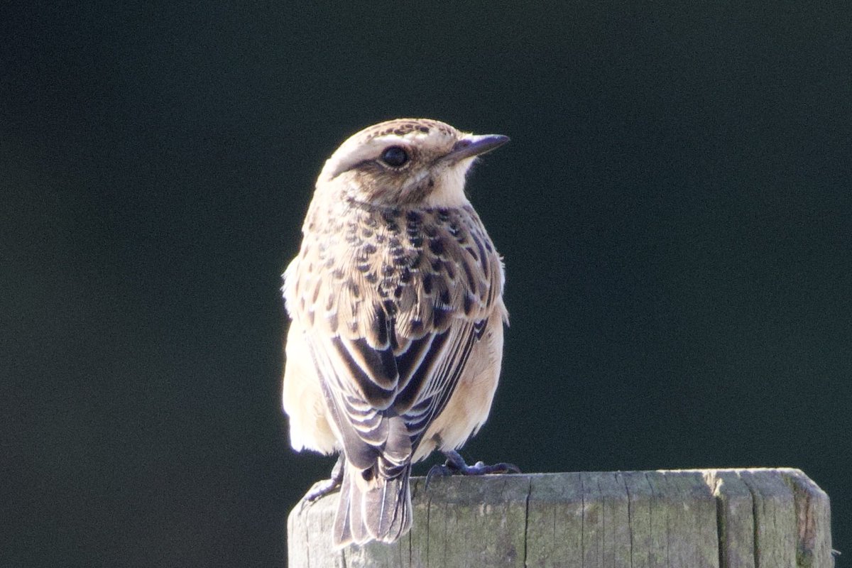 Whinchat at Abberton wasn’t too shabby either.