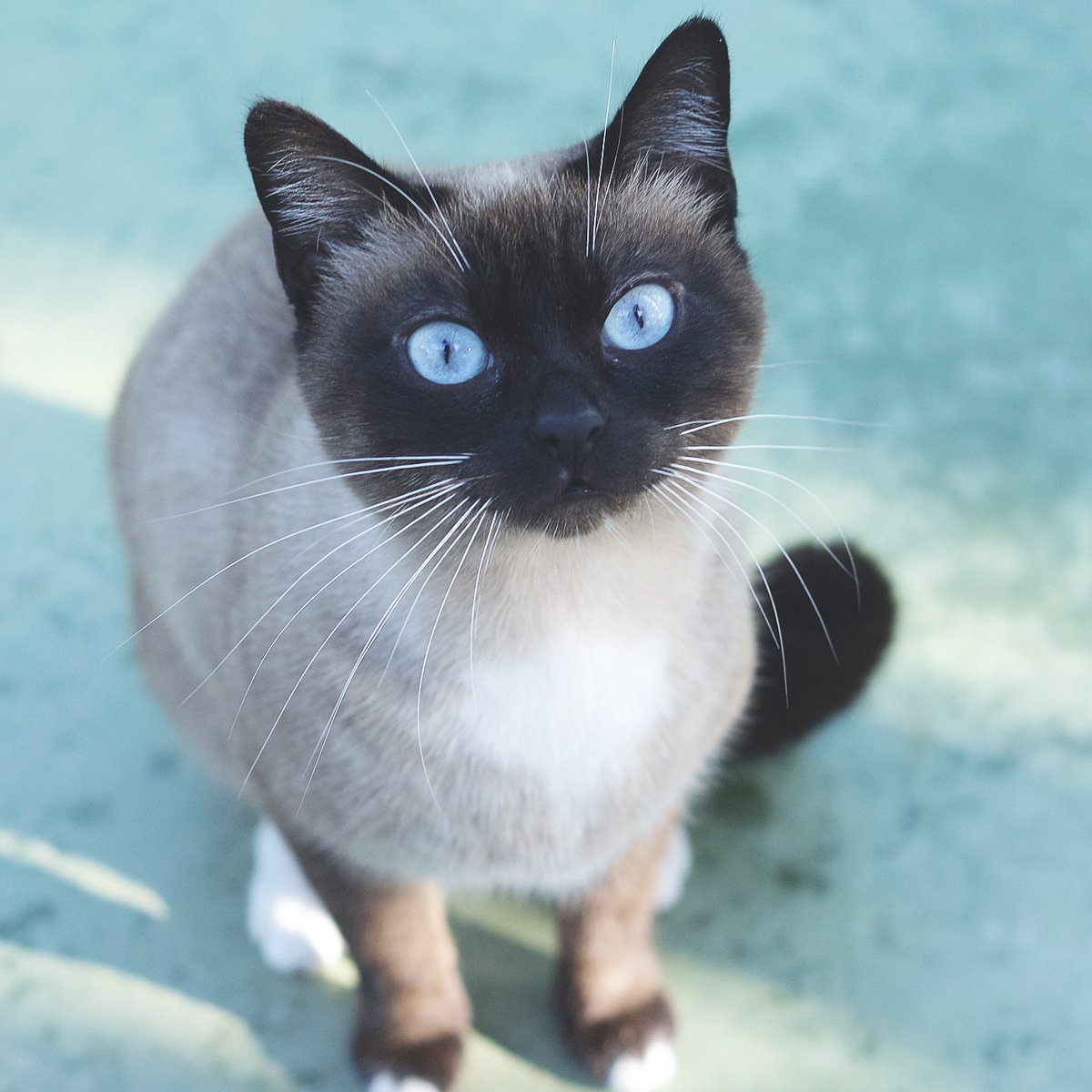 💔 La Mimmi (6 anys) és una preciosa siamesa abandonada després d’un desnonament. Ara és desconfiada, però amb paciència i amor podrà tornar a confiar.  Amb les pautes de la protectora, pot ser una gran companya. Li dones una oportunitat?  👉protectoramataro.org/adopta-un-anim…